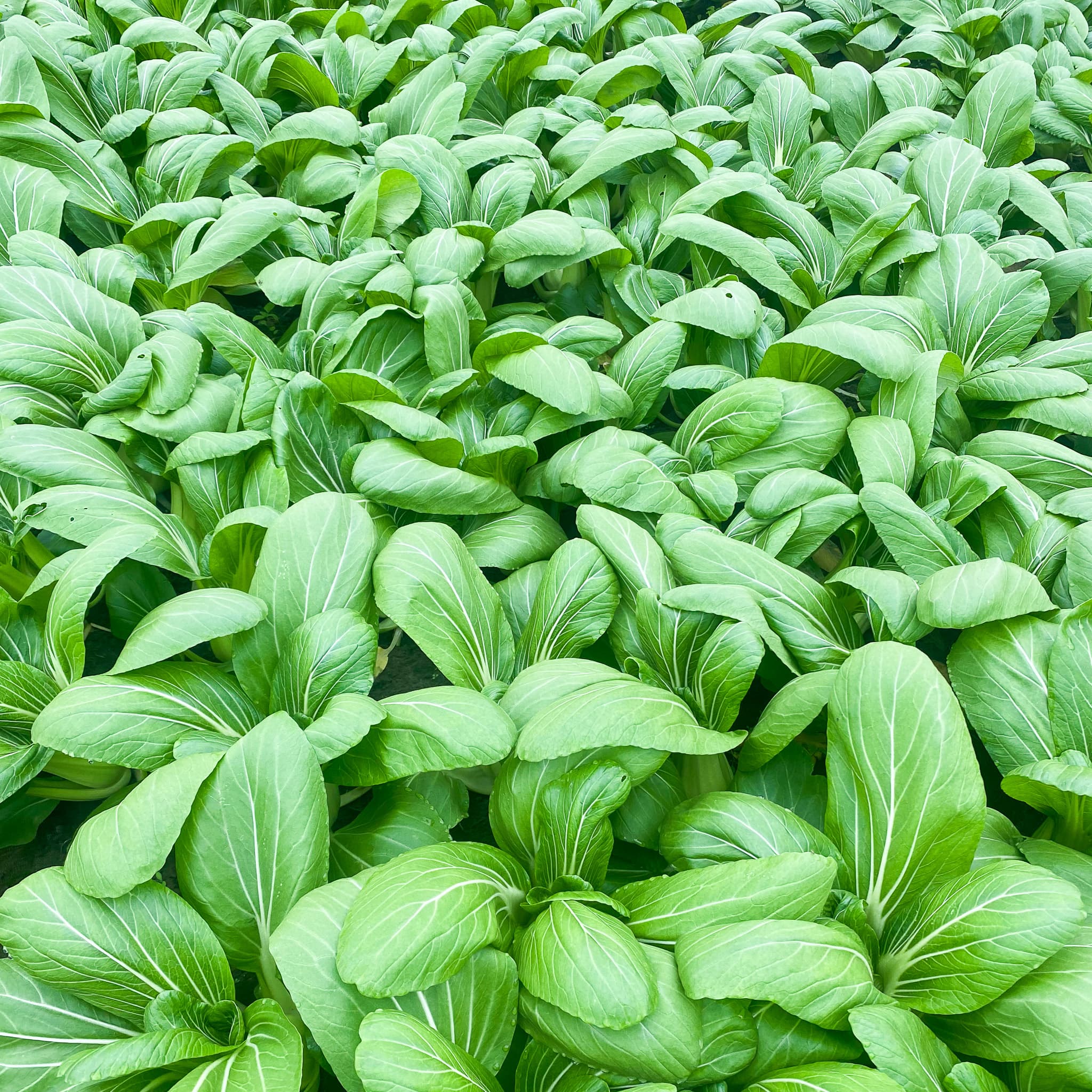 Kapusta Chińska Pak Choi