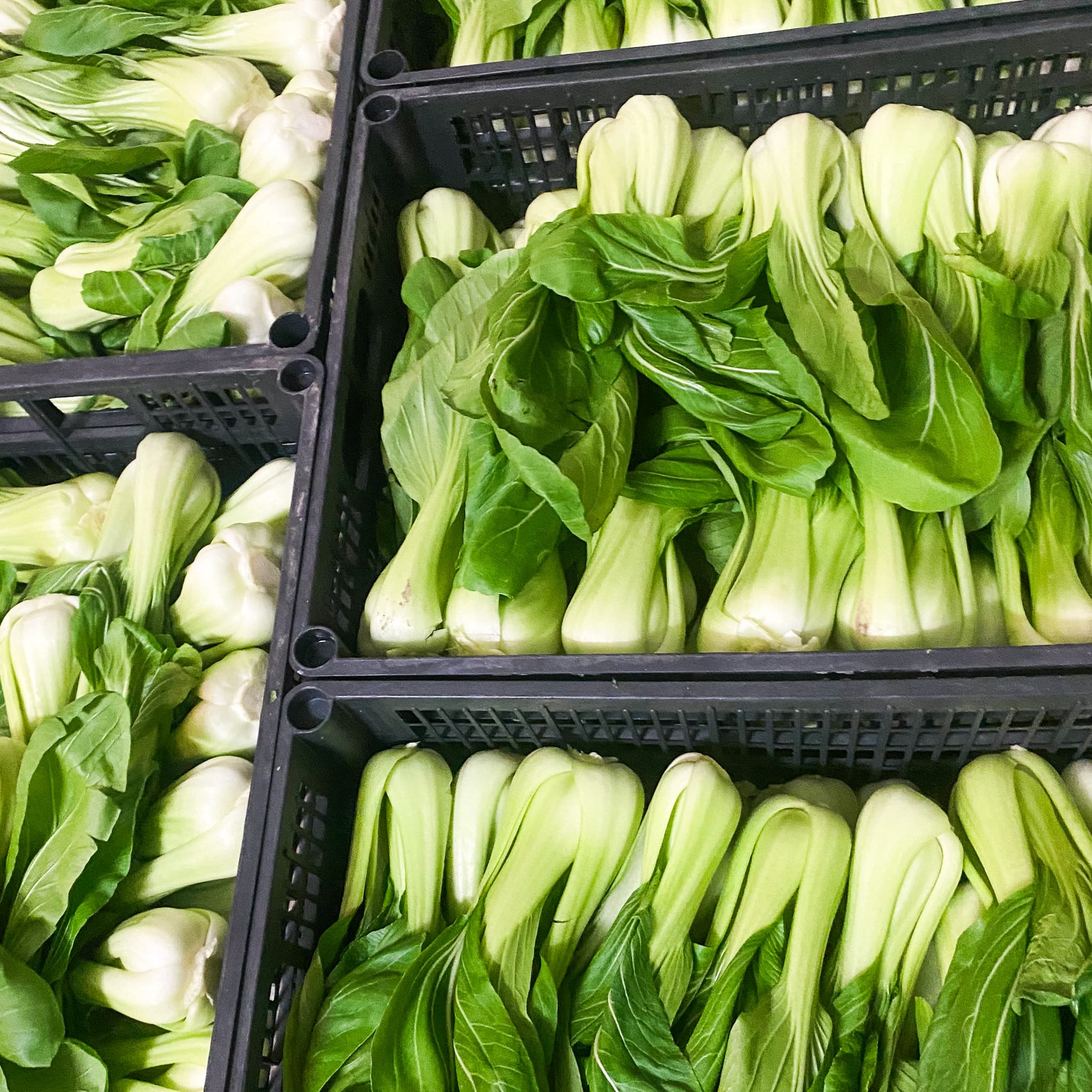 Kapusta Chińska Pak Choi