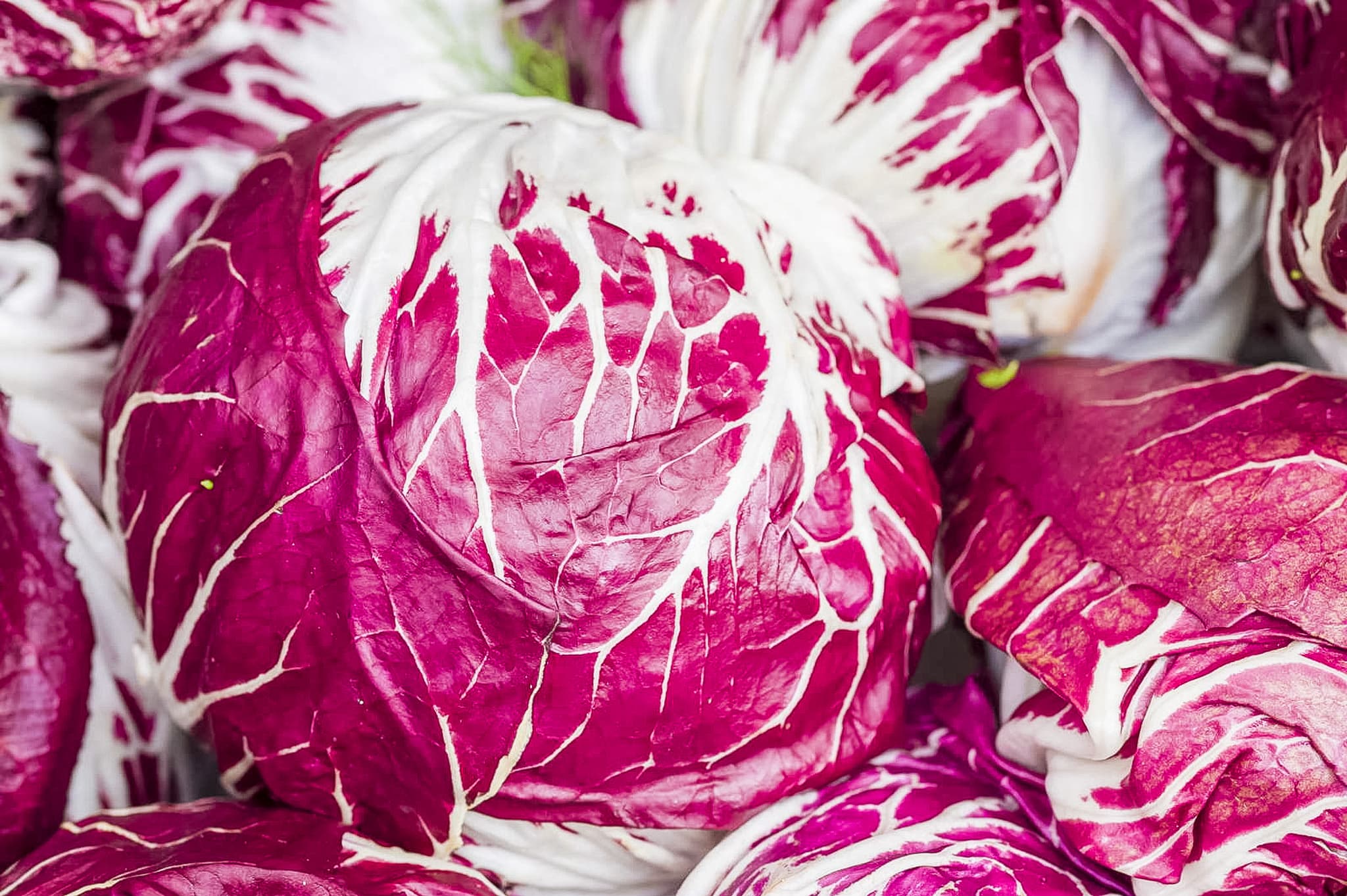 Cykoria Włoska Radicchio